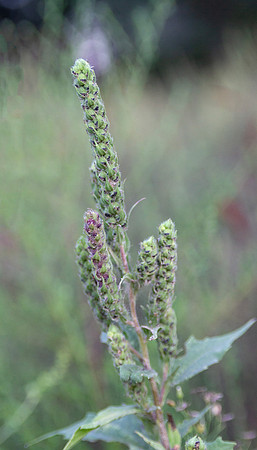 Iva annua,  rough marsh-elder