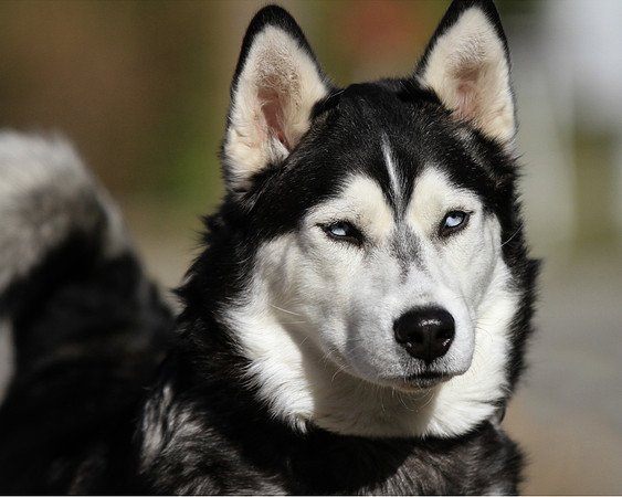 Siberian Husky