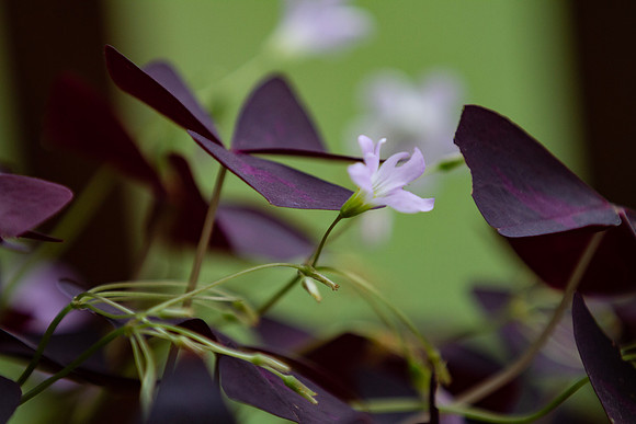 Shamrock plant with pale purple blossom
