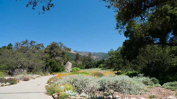 Santa Barbara Botanical Garden walking path with wildflowers
