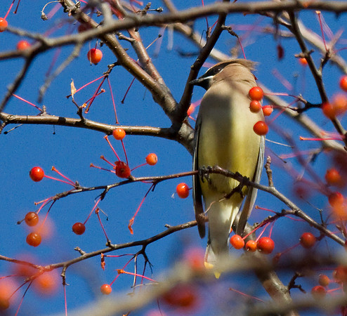 Cedar Waxwing Bird