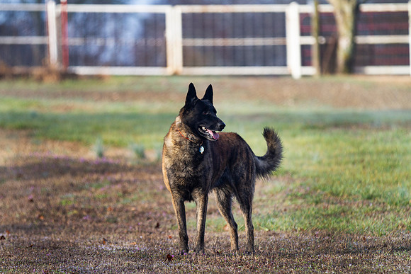 Dutch Shepherd or Holland Shepherd dog on the farm with gate