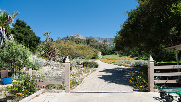 Santa Barbara Botanical Garden walking path with wildflowers