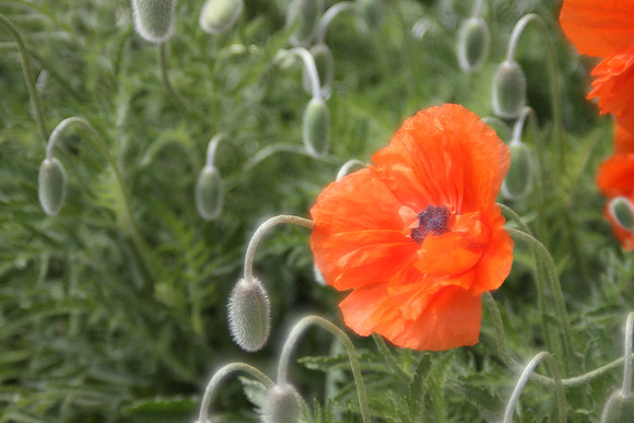 Spring Flowers