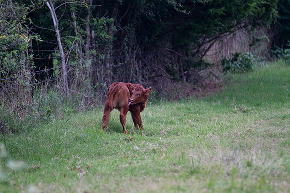 Calf in a pasture, licking itself, baby animal in a green field