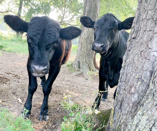 Black Angus Beef calves in the field with trees