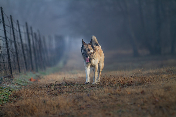 German Shepherd Dog / Siberian Husky Mix "Candy"