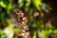 Wildlfower with bokeh