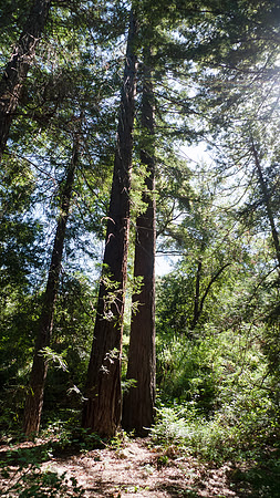 Redwood grove at Santa Barbara Botanical Garden, California