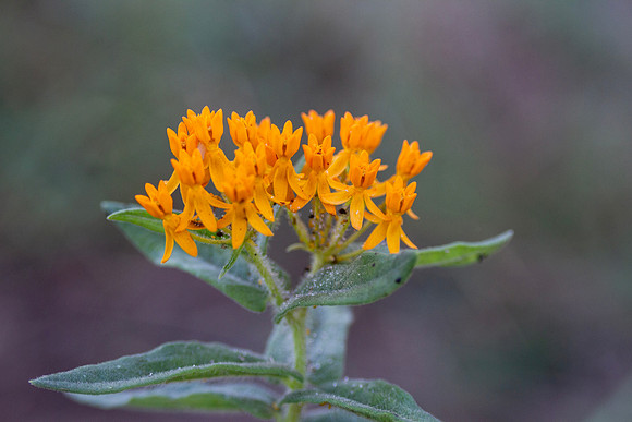 Butterfly milkweed orange flowers closeup