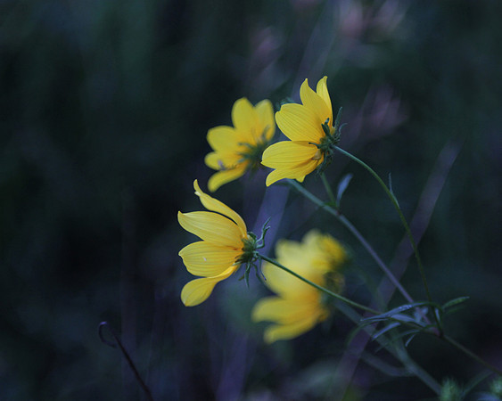 vintage wildfowers yellow