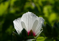 Hibiscus moscheutos, wildflower in Oklahoma closeup