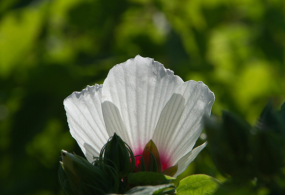 Hibiscus moscheutos, wildflower in Oklahoma closeup