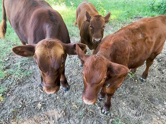 Calves up close in the field
