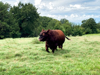 Red Angus Beef Bull walking in green pasture