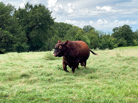 Red Angus Beef Bull walking in green pasture