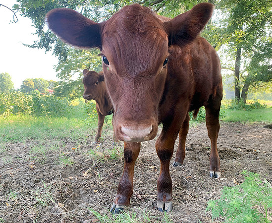 Calf closeup in the field, curious baby animal.