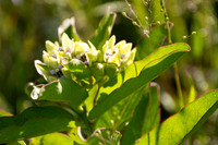Milkweed or Antelope Milkweed closeup