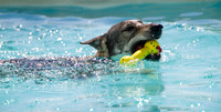 Czechoslovakian Vlciak,  dog in pool with toy