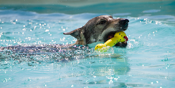 Czechoslovakian Vlciak,  dog in pool with toy