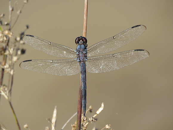 Dragonfly 16x20 or 8x10