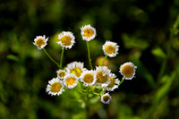 Wildflowers reaching for the viewer