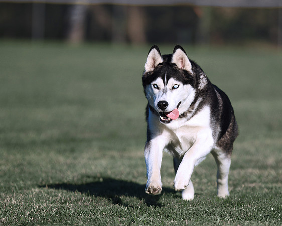Siberian Husky Running