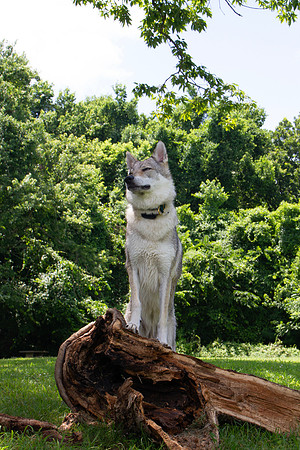 Czechoslovakian Vlciak dog