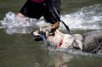Czechoslovakian Vlciak  dog  swimming