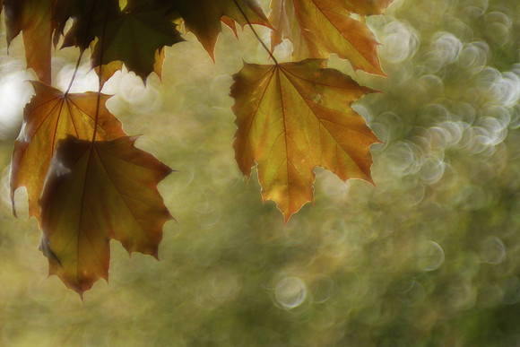 Red Maple Leaves - Vintage Lens