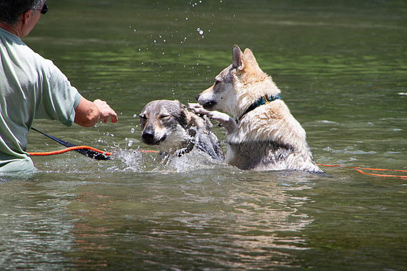 Czechoslovakian Vlciak,  dogs swimming