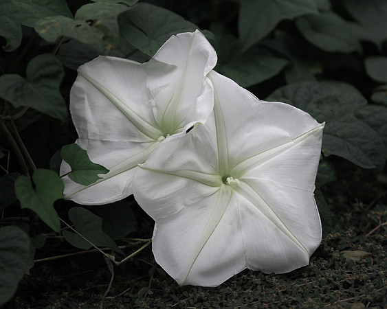 Moonflower Datura 16x20