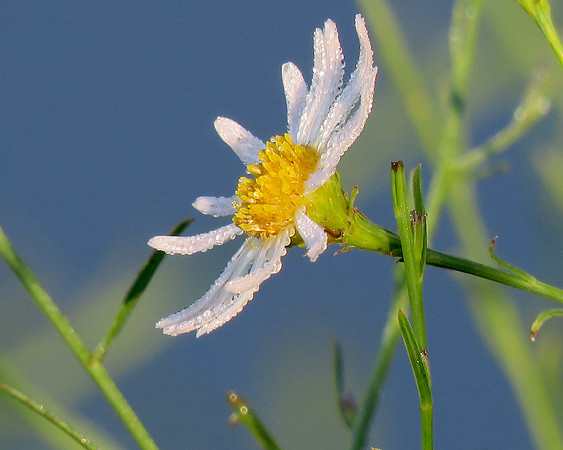 Daisy mayweed 16x20