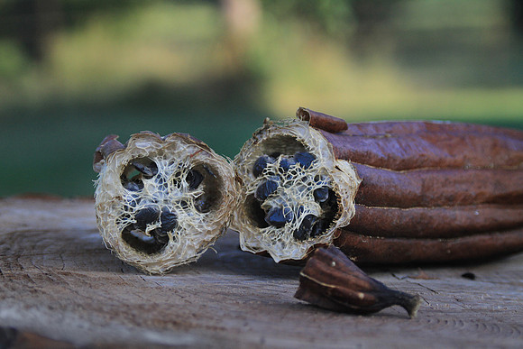 Luffa