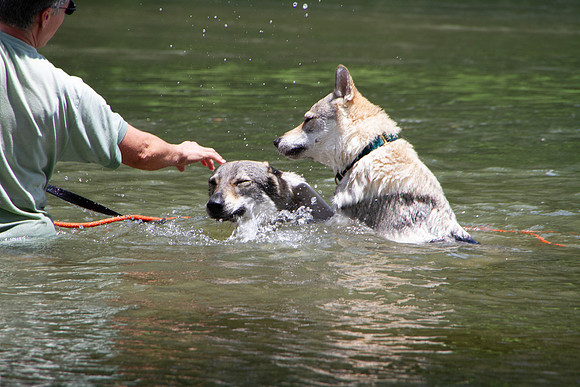 Czechoslovakian Vlciak,  dogs swimming