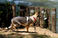 Czechoslovakian Vlciak  dog  looks nervous near whater