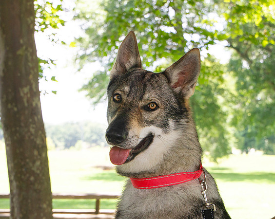Czechoslovakian Vlciak dog