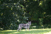 Czechoslovakian Vlciak  dog  on edge of forest