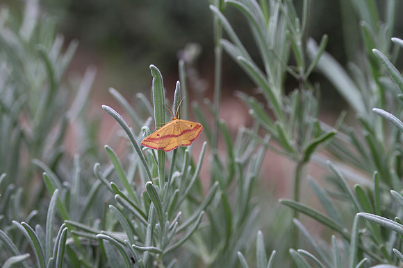 Loess Hills Lavender Farm Wildlife