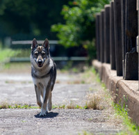 Czechoslovakian Vlciak  dog  on a bridge walking to viewer