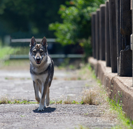 Czechoslovakian Vlciak  dog  on a bridge walking to viewer