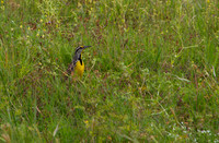 Western Meadowlark