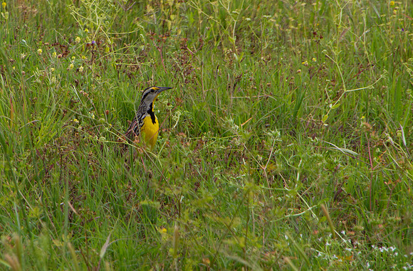 Western Meadowlark
