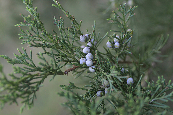 Cedar