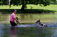 Czechoslovakian Vlciak  dog  swimming