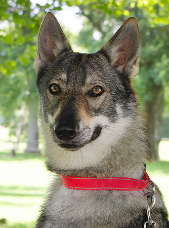Czechoslovakian Vlciak dog