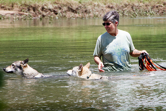 Czechoslovakian Vlciak,  dogs swimming