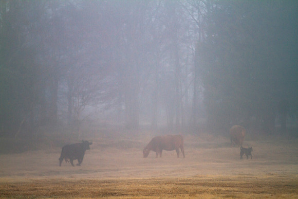 Cattle background with copy space