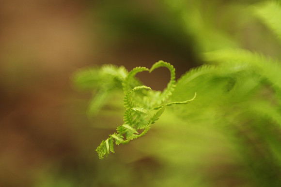 The Fern