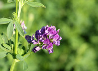 Alfalfa in full bloom